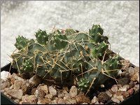 1206 Cumulopuntia rossiana STO958 M1507 PICT6841